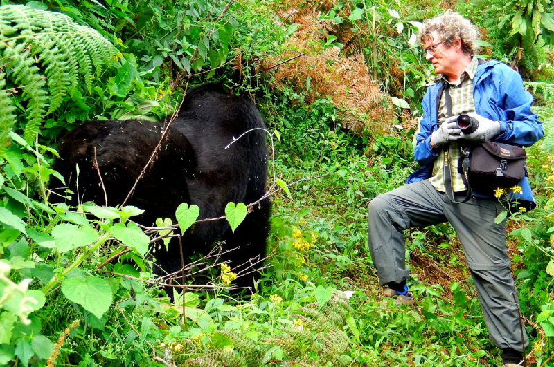 Gorilla with tourist