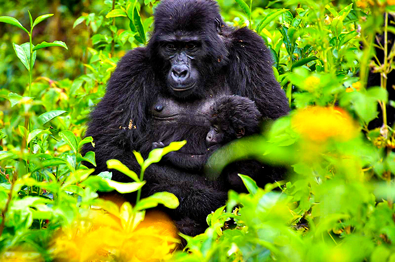 Mother gorilla with baby