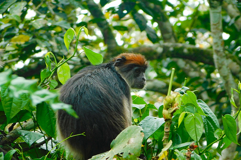 Red colobus monkey
