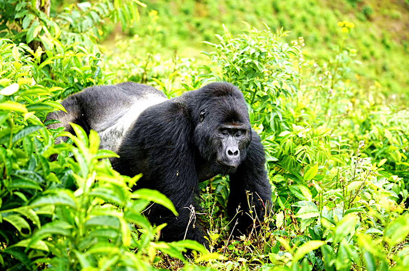 silverback gorilla